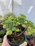 Aeonium Lindleyi (large clump)