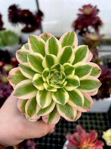 Aeonium Maybach with offsets