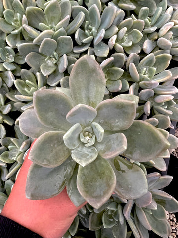 Pachyveria Lights and Lovely
