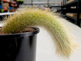 Cleistocactus winteri subsp. colademononis (Monkey's Tail)