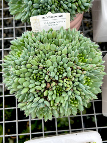 Echeveria Setosa v Deminuta - Large clump