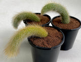 Cleistocactus winteri subsp. colademononis (Monkey's Tail)