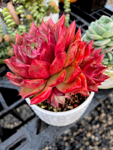 Echeveria Agavoides Amestro with 3 offsets - L mature