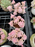 Pachyphytum Baby Finger - old clump