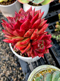 Echeveria Agavoides Amestro with 3 offsets - L mature