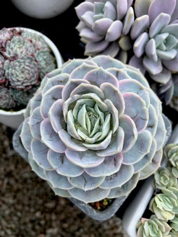 Echeveria Andrew’s Choice - old plant