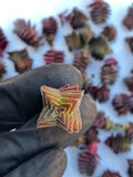 Crassula Capitella subs. Thyrsiflora (Pyramid Plant) cutting (set of 3)(flowering)