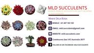 MLD Succulents Gift Card