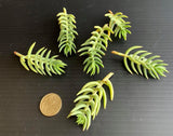 Crassula Tetragona aka Christmas Pine cutting (set of 3)