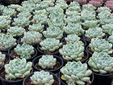 Echeveria Albicans with offsets