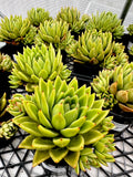 Echeveria Agavoides Lemaire - Large with offsets