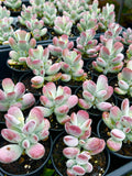 Cotyledon Oophylla - (asian round form)