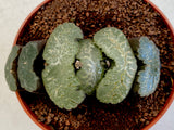 Haworthia Truncata hybrid