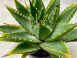 Aloe Polyphylla AKA Spiral Aloe