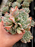 Echeveria Fly to the sky (cluster)