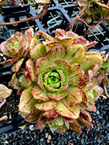 Aeonium Bronze Medal with offsets