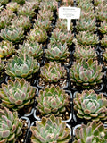 Graptoveria Wind of Change with offsets
