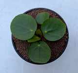 Pilea Peperomoides 'Chinese Money Plant'