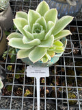 Echeveria Lemon Rose with pup variegated