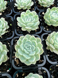 Echeveria Lindsayana x Albicans with offsets