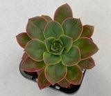 Echeveria Bicolor v Bicolor (SH)