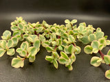 Portulacaria Afra f. variegata cutting (x1)