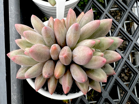Pachyphytum ‘Red Dragonfly’ (2heads)