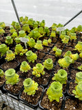 Aeonium Aureum aka Greenovia Aurea with offsets - green rose buds