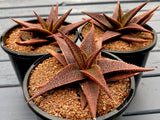 Aloe cv Angelo Latte