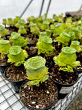Aeonium Aureum aka Greenovia Aurea with offsets - green rose buds