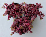 Crassula pellucida ssp marginalis 'Isabella' variegated