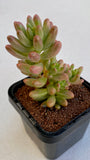 Sedum Rubrotinctum 'Aurora' Pink Jelly Beans