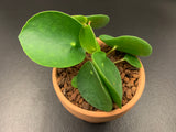 Pilea Peperomoides 'Chinese Money Plant'