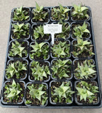 Haworthia venosa subsp. tessellata with offsets