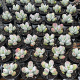 Cotyledon Oophylla - (asian round form)