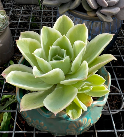 Echeveria Lemon Rose with pup variegated