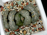 Haworthia Truncata hybrid
