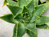 Aloe Polyphylla AKA Spiral Aloe