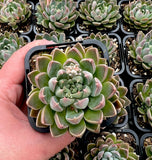 Graptoveria Wind of Change with offsets