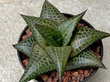 Haworthia venosa subsp. tessellata with offsets