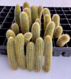 Cleistocactus winteri v aureispina cutting x1