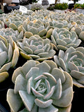 Echeveria Runyonii with offsets