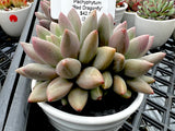 Pachyphytum ‘Red Dragonfly’ (2heads)