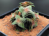 Crassula Capitella subs. Thyrsiflora (Pyramid Plant)