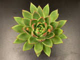 Echeveria Agavoides Lemaire with offsets