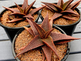 Aloe cv Angelo Latte