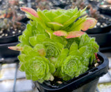 Aeonium Tabuliforme 'Hime Meikyou’ with offsets