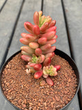 Sedum Rubrotinctum 'Aurora' Pink Jelly Beans
