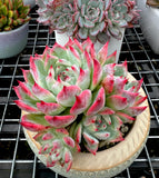 Echeveria Chihuahuensis with offsets
