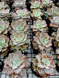 Graptoveria Coconut Ice with offsets